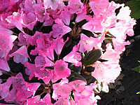 Klicken Sie auf die Vorschau, um das Vollbild zu sehen Rhododendron%20yakushimanum%20Lampion%2001.JPG