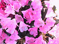 Klicken Sie auf die Vorschau, um das Vollbild zu sehen Rhododendron%20yakushimanum%20Lampion%2002.JPG