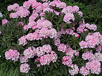 Klicken Sie auf die Vorschau, um das Vollbild zu sehen Rhododendron%20yakushimanum%20Love%20Song%2001.jpg