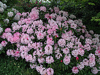 Klicken Sie auf die Vorschau, um das Vollbild zu sehen Rhododendron%20yakushimanum%20Love%20Song%2002.JPG