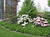 Klicken Sie auf die Vorschau, um das Vollbild zu sehen Rhododendron%20yakushimanum%20Love%20Song%2003.jpg