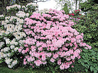 Klicken Sie auf die Vorschau, um das Vollbild zu sehen Rhododendron%20yakushimanum%20Love%20Song%2004.JPG