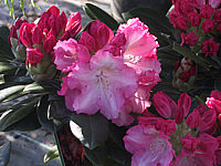 Klicken Sie auf die Vorschau, um das Vollbild zu sehen Rhododendron%20yakushimanum%20Marlis%2001.JPG