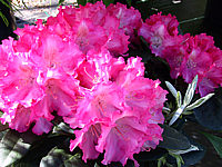 Klicken Sie auf die Vorschau, um das Vollbild zu sehen Rhododendron%20yakushimanum%20Marlis%2002.JPG