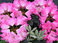 Klicken Sie auf die Vorschau, um das Vollbild zu sehen Rhododendron%20yakushimanum%20Marlis%2003.JPG