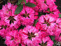 Klicken Sie auf die Vorschau, um das Vollbild zu sehen Rhododendron%20yakushimanum%20Morgenrot%2001.JPG