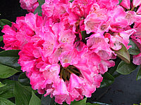 Klicken Sie auf die Vorschau, um das Vollbild zu sehen Rhododendron%20yakushimanum%20Morgenrot%2002.JPG