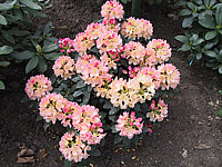 Klicken Sie auf die Vorschau, um das Vollbild zu sehen Rhododendron%20yakushimanum%20Percy%20Wiseman%2001.jpg