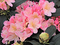 Klicken Sie auf die Vorschau, um das Vollbild zu sehen Rhododendron%20yakushimanum%20Percy%20Wiseman%2002.JPG