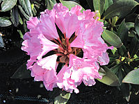Klicken Sie auf die Vorschau, um das Vollbild zu sehen Rhododendron%20yakushimanum%20Pink%20Cherub%201.JPG