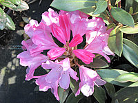 Klicken Sie auf die Vorschau, um das Vollbild zu sehen Rhododendron%20yakushimanum%20Pink%20Cherub%202.JPG