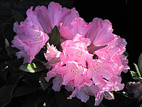 Klicken Sie auf die Vorschau, um das Vollbild zu sehen Rhododendron%20yakushimanum%20Pink%20Cherub%203.JPG