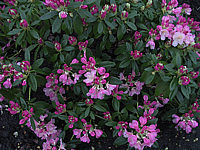 Klicken Sie auf die Vorschau, um das Vollbild zu sehen Rhododendron%20yakushimanum%20Polaris%2001%20knospig.JPG