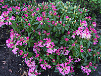 Klicken Sie auf die Vorschau, um das Vollbild zu sehen Rhododendron%20yakushimanum%20Polaris%2002%20knospig.JPG