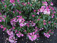 Klicken Sie auf die Vorschau, um das Vollbild zu sehen Rhododendron%20yakushimanum%20Polaris%2003%20knospig.JPG