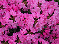 Klicken Sie auf die Vorschau, um das Vollbild zu sehen Rhododendron%20yakushimanum%20Rosa%20Wolke.JPG