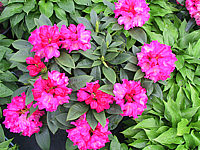 Klicken Sie auf die Vorschau, um das Vollbild zu sehen Rhododendron%20yakushimanum%20Rosarka%2001.JPG