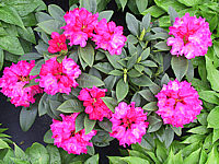 Klicken Sie auf die Vorschau, um das Vollbild zu sehen Rhododendron%20yakushimanum%20Rosarka%2002.JPG