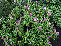 Klicken Sie auf die Vorschau, um das Vollbild zu sehen Rhododendron%20yakushimanum%20Schneewittchen%2001.JPG