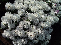 Klicken Sie auf die Vorschau, um das Vollbild zu sehen Rhododendron%20yakushimanum%20Schneewittchen%2002.jpg