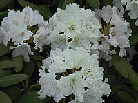 Klicken Sie auf die Vorschau, um das Vollbild zu sehen Rhododendron%20yakushimanum%20Schneewittchen%2003.jpg