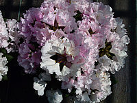 Klicken Sie auf die Vorschau, um das Vollbild zu sehen Rhododendron%20yakushimanum%20Silberwolke%2001.jpg