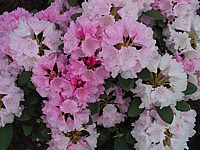 Klicken Sie auf die Vorschau, um das Vollbild zu sehen Rhododendron%20yakushimanum%20Silberwolke%2002.JPG