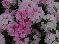 Klicken Sie auf die Vorschau, um das Vollbild zu sehen Rhododendron%20yakushimanum%20Silberwolke%2003.JPG