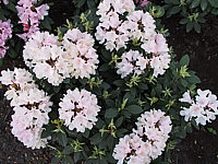 Klicken Sie auf die Vorschau, um das Vollbild zu sehen Rhododendron%20yakushimanum%20Sneezy.jpg