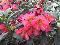 Klicken Sie auf die Vorschau, um das Vollbild zu sehen Rhododendron%20yakushimanum%20Sonatine%2001.jpg