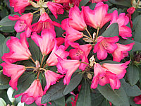 Klicken Sie auf die Vorschau, um das Vollbild zu sehen Rhododendron%20yakushimanum%20Sonatine%2002.jpg