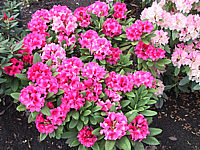 Klicken Sie auf die Vorschau, um das Vollbild zu sehen Rhododendron%20yakushimanum%20Sweet%20Sue%2001.jpg