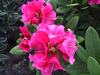 Klicken Sie auf die Vorschau, um das Vollbild zu sehen Rhododendron%20yakushimanum%20Sweet%20Sue%2002.jpg