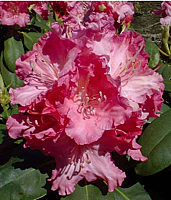 Klicken Sie auf die Vorschau, um das Vollbild zu sehen Rhododendron%20yakushimanum%20Tatjana%2001.png