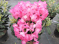 Klicken Sie auf die Vorschau, um das Vollbild zu sehen Rhododendron%20yakushimanum%20Tatjana%2002.JPG