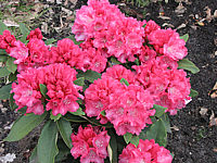 Klicken Sie auf die Vorschau, um das Vollbild zu sehen Rhododendron%20yakushimanum%20Tina%20Heinje%2001.JPG
