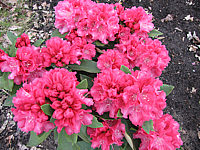 Klicken Sie auf die Vorschau, um das Vollbild zu sehen Rhododendron%20yakushimanum%20Tina%20Heinje%2002.JPG