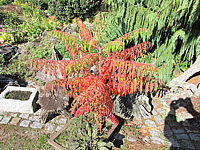 Klicken Sie auf die Vorschau, um das Vollbild zu sehen Rhus%20typhina%20Dissecta%2001%20Herbstfaerbung.JPG