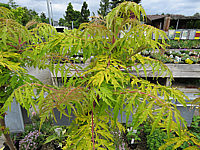 Klicken Sie auf die Vorschau, um das Vollbild zu sehen Rhus%20typhina%20Tiger%20Eyes%20001.JPG