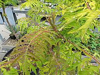 Klicken Sie auf die Vorschau, um das Vollbild zu sehen Rhus%20typhina%20Tiger%20Eyes%20002.JPG