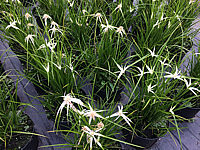 Klicken Sie auf die Vorschau, um das Vollbild zu sehen Rhynchospora%20colorata%20Sternentaenzer.JPG