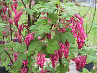 Klicken Sie auf die Vorschau, um das Vollbild zu sehen Ribes%20sanguineum%20King%20Edward%20VII.JPG