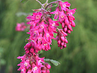 Klicken Sie auf die Vorschau, um das Vollbild zu sehen Ribes%20sanguineum%20Koja%2001.JPG