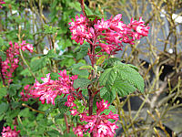 Klicken Sie auf die Vorschau, um das Vollbild zu sehen Ribes%20sanguineum%20Koja%2002.JPG