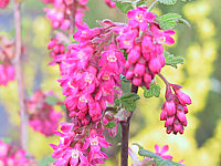 Klicken Sie auf die Vorschau, um das Vollbild zu sehen Ribes%20sanguineum%20Koja%2004.JPG