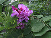 Klicken Sie auf die Vorschau, um das Vollbild zu sehen Robinia%20hispida%20Macrophylla%2001%20Bluetenmacro.jpg