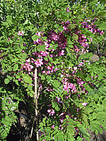 Klicken Sie auf die Vorschau, um das Vollbild zu sehen Robinia%20hispida%20Macrophylla%2002.jpg