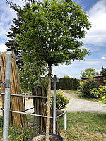 Klicken Sie auf die Vorschau, um das Vollbild zu sehen Robinia%20pseudoacacia%20Umbraculifera%2001.JPG