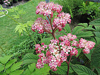 Klicken Sie auf die Vorschau, um das Vollbild zu sehen Rodgersia%20aesculifolia%20Royal%20Chocolate%2001.JPG