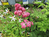 Klicken Sie auf die Vorschau, um das Vollbild zu sehen Rodgersia%20aesculifolia%20Royal%20Chocolate%2002%20Bluete%20nah.JPG